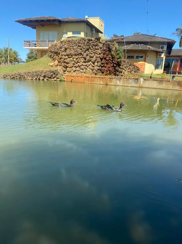Lago do Pesqueiro Fazenda Acácia com dois patos nadando e a casa sobre um muro de pedra ao fundo