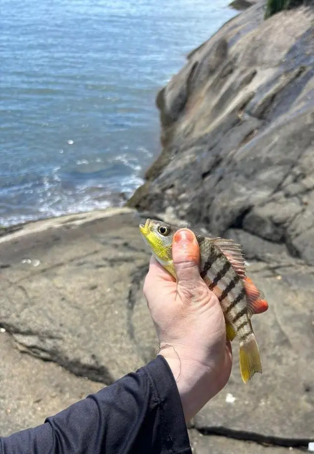 Peixe pequeno na mão, sobre a pedra do costão