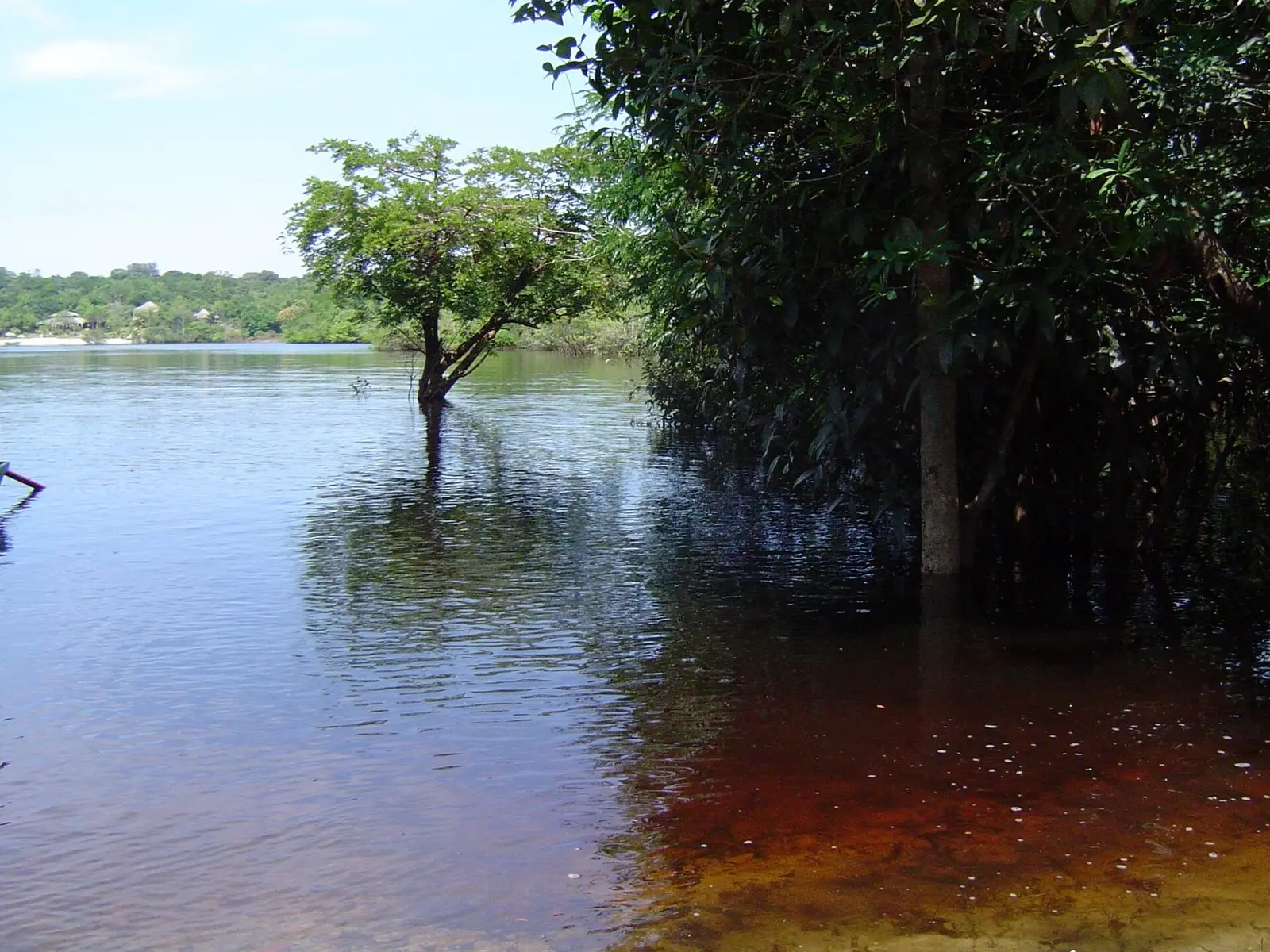 Margem de igapó com árvores e copas debruçadas sobre a água escura de um rio amazônico