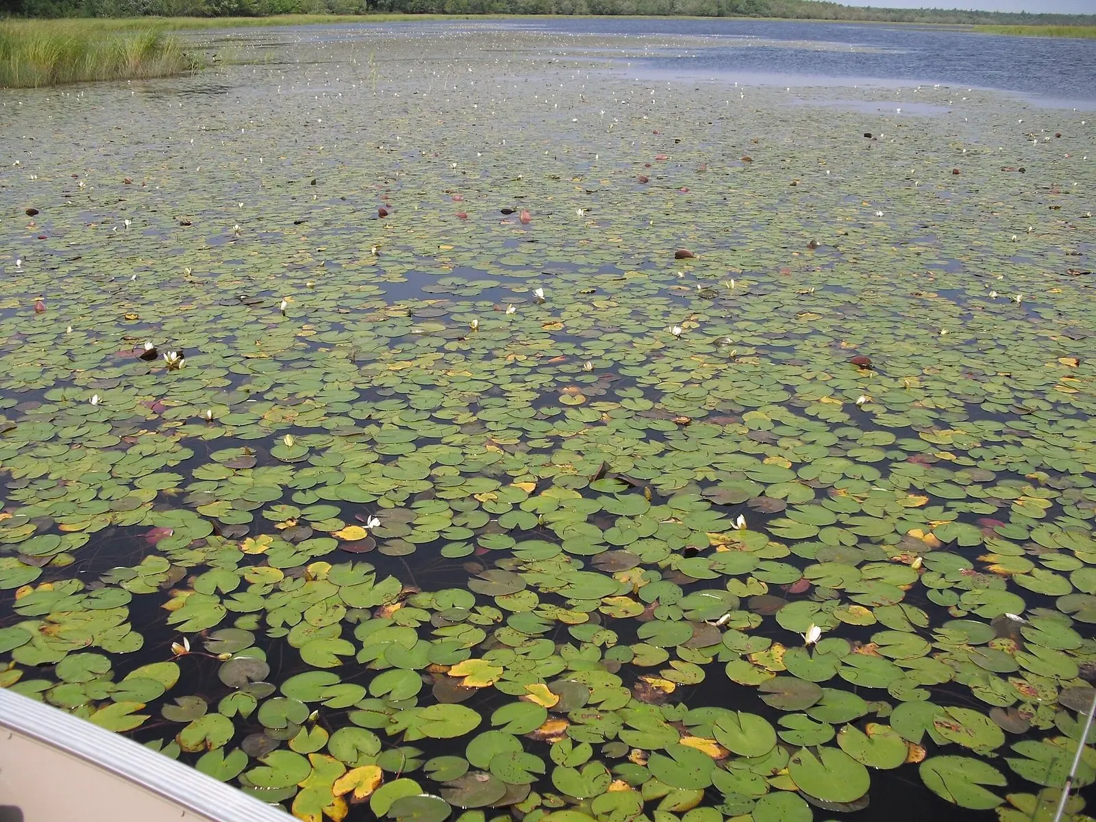 Lago tomado por vegetação densa de ninfeias vista da borda de um barco de pesca