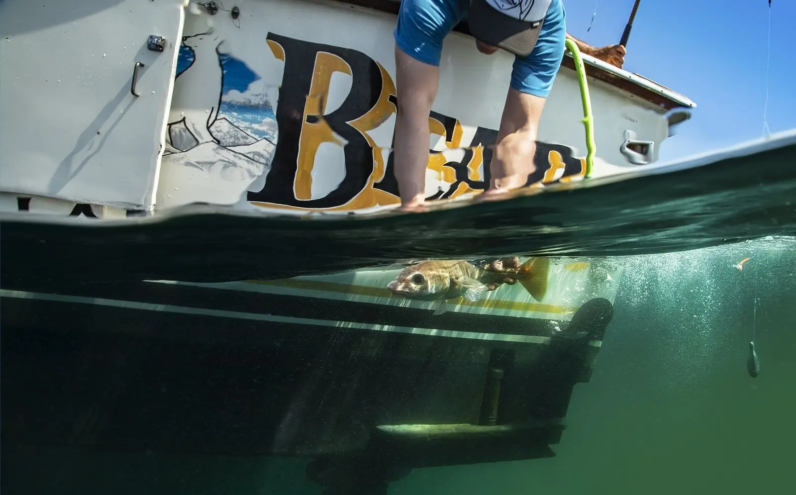 Peixe de fundo sendo içado junto ao casco do barco, em foto metade dentro e metade fora d'água