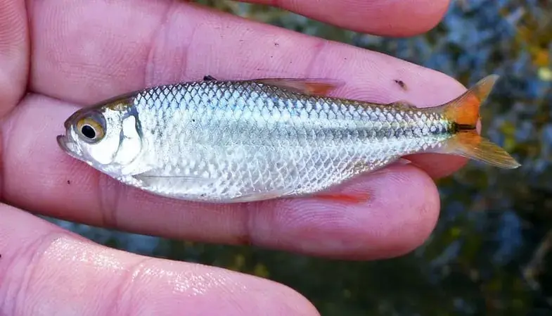 Lambaris vivos usados como isca natural