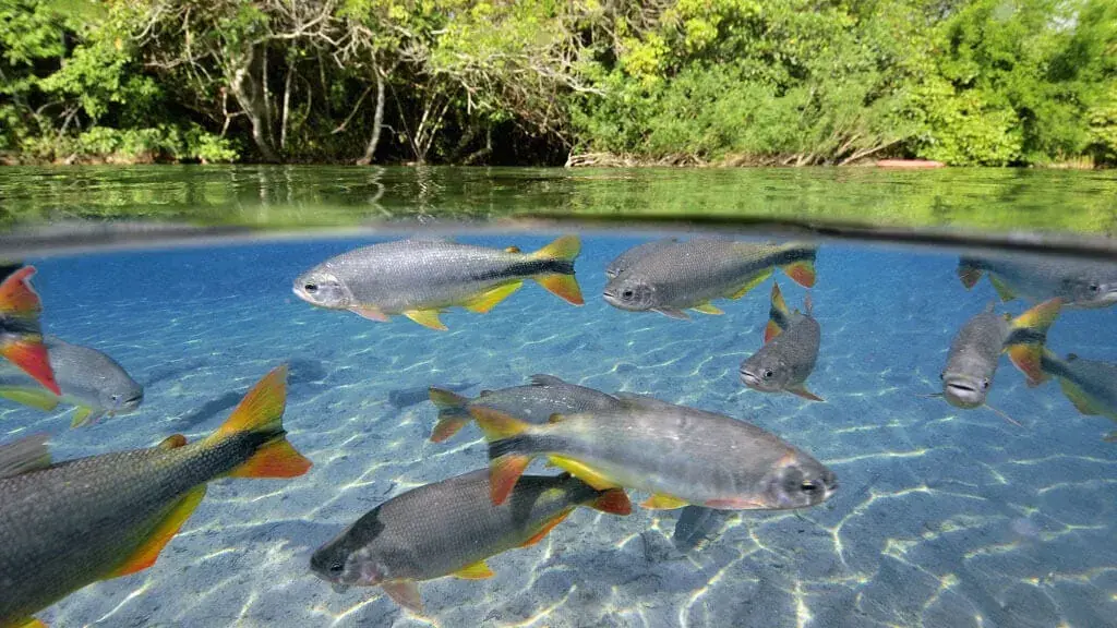 Peixe visível em água clara