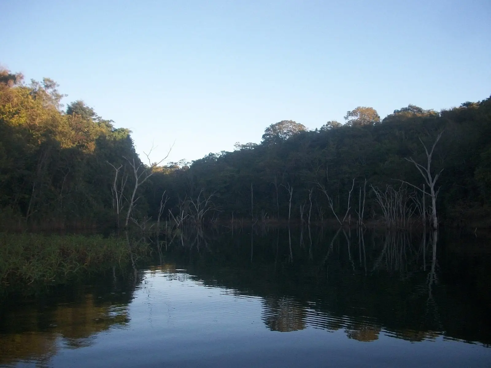 Galhada de árvores secas na margem de uma represa em Palmital de Minas, ponto de pesca de tucunaré