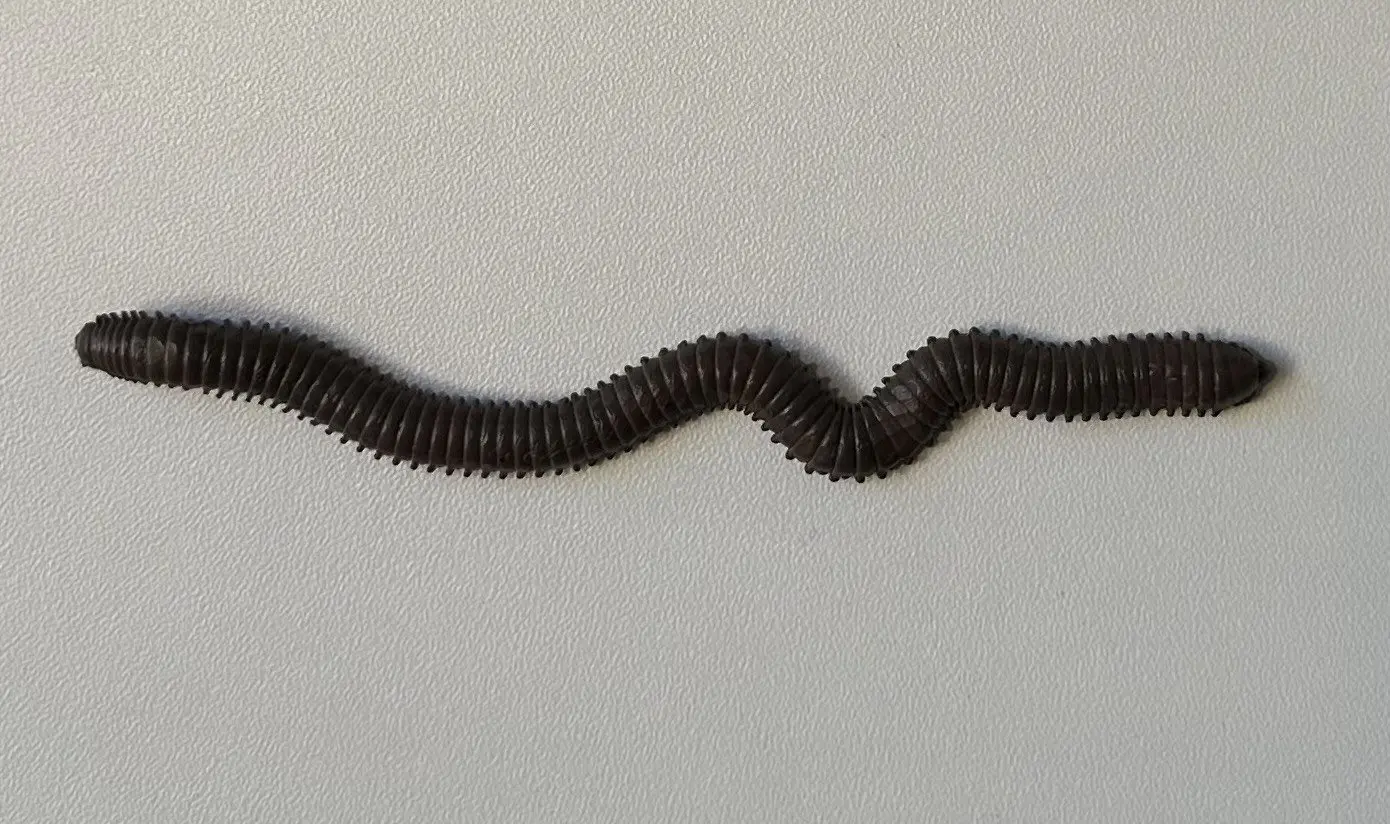 Minhoca de silicone escura e anelada sobre fundo claro