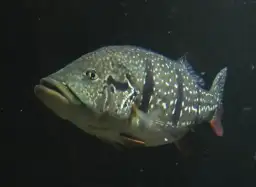 Tucunaré-açu (Cichla temensis), o rei da pesca esportiva brasileira