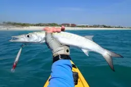 Bicuda