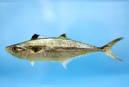 Cavala