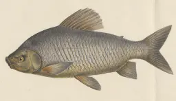 Curimatã-pacu