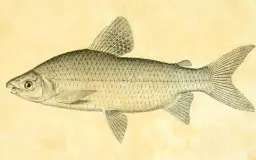 Curimba do Jequitinhonha